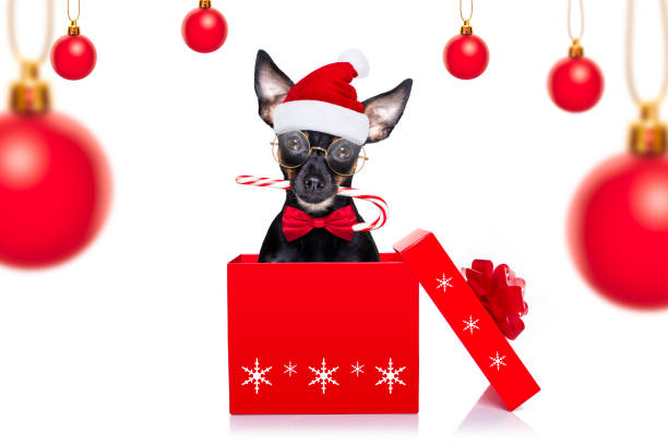 merry christmas dog in a box christmas prague ratter , prager rattler santa claus  dog with present  holiday gift box ,isolated on white background,  as a surprise with candy stick pražský krysařík stock pictures, royalty-free photos & images