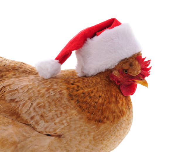 istock Chicken in a Christmas hat. 1285431651