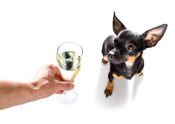 istock happy new year dog celberation 1285432418