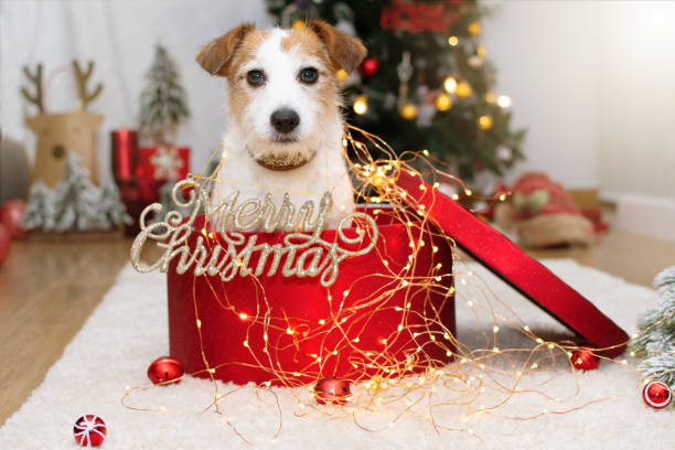 istock Jack russell celebrating holidays under christmas tree lights inside of a present box. 1285432646
