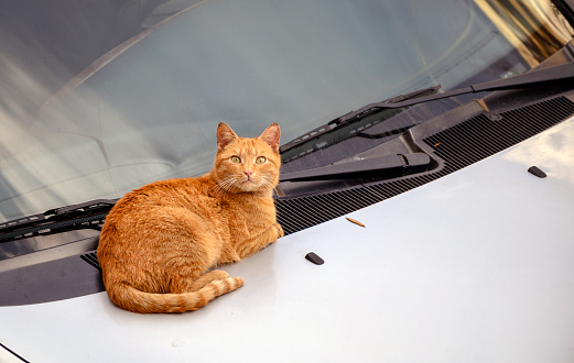 Cat on the car
