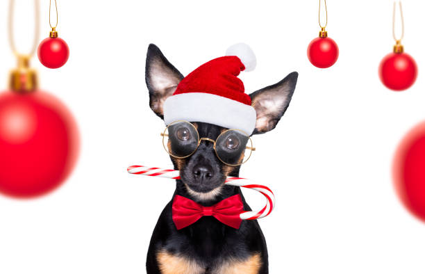 merry christmas dog  santa claus hat christmas prague ratter , prager rattler santa claus  dog  with sugar cane stick ,isolated on white background,  as a surprise pražský krysařík stock pictures, royalty-free photos & images