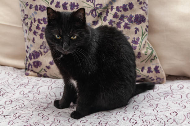 istock beautiful Kurilian Bobtail cat sitting on the sofa 1285434055