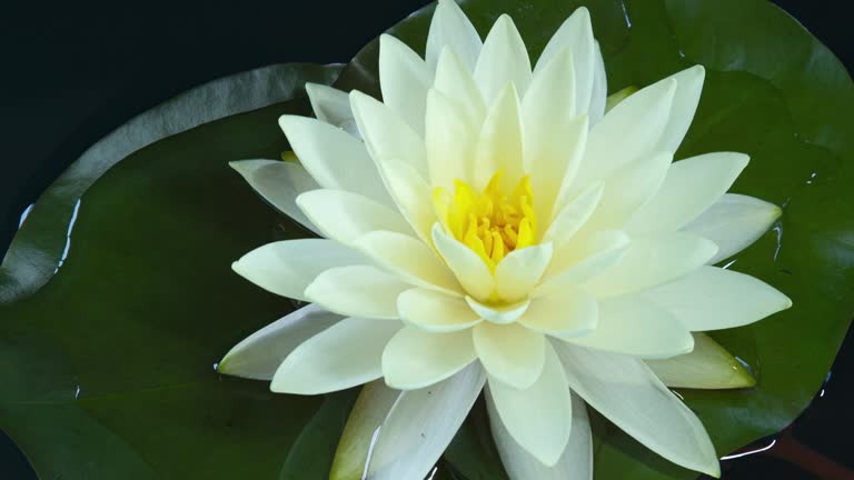 Time lapse of white water lily flower opening, lotus blooming in pond