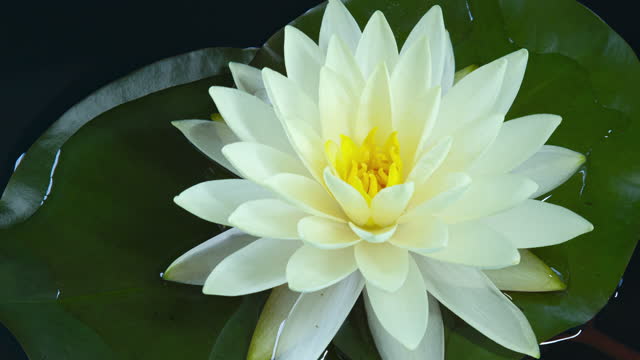Time lapse of white water lily flower opening, lotus blooming in pond, 4K footage