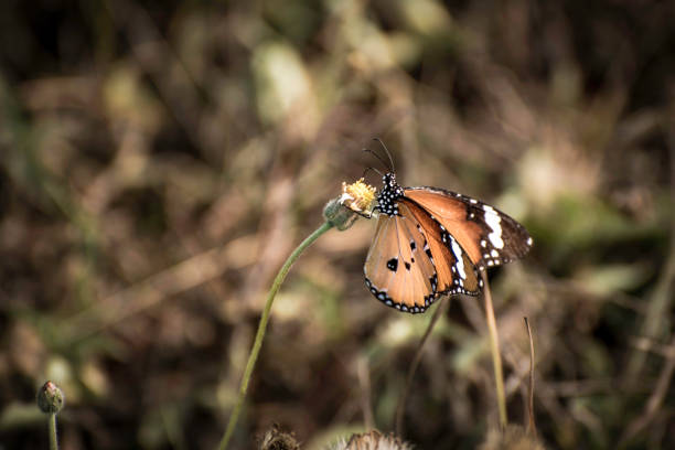 istock Butterfly sucking honey 1285434269