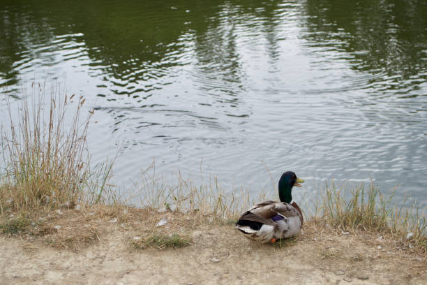 istock Male mallard duck quacking on a river bank 1285434797