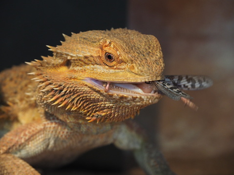 Pet bearded dragon, pogona vitticeps, in a terrarium, with a dark background, eating a desert locust.