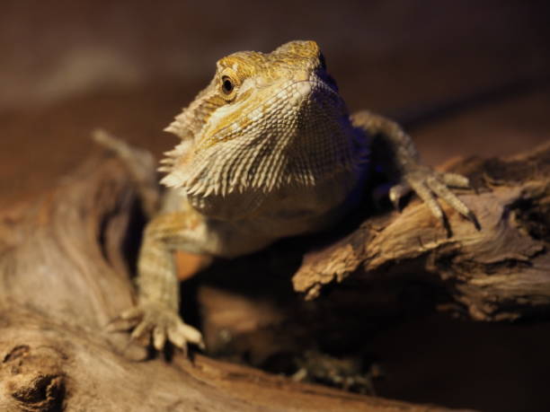 istock Bearded Dragon (Pogona vitticeps) in a terrarium 1285435210