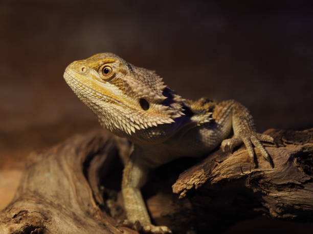 istock Bearded Dragon (Pogona vitticeps) in a terrarium 1285435230