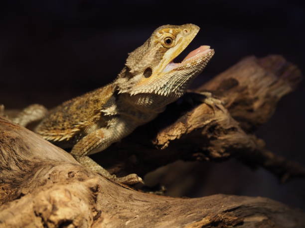 istock Bearded Dragon (Pogona vitticeps) in a terrarium 1285435252