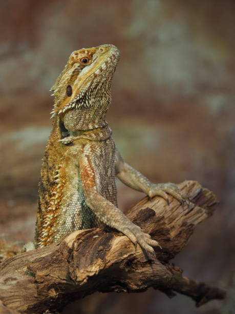 istock Bearded Dragon (Pogona vitticeps) in a terrarium 1285435298