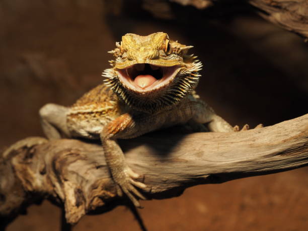 istock Bearded Dragon (Pogona vitticeps) in a terrarium 1285435325