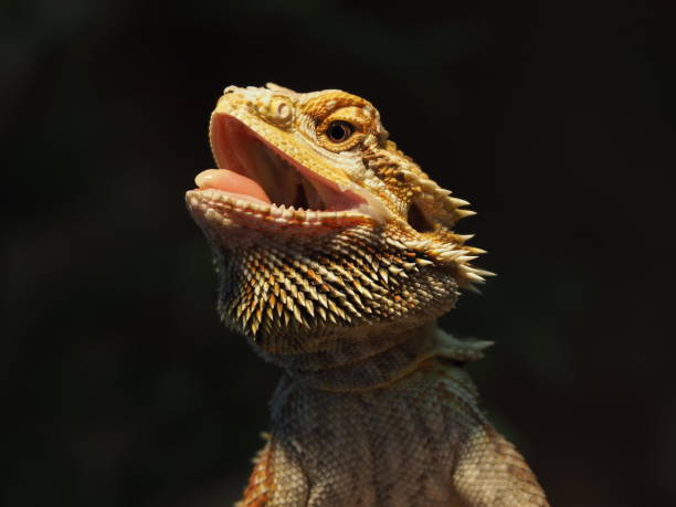 istock Bearded Dragon (Pogona vitticeps) in a terrarium 1285435414