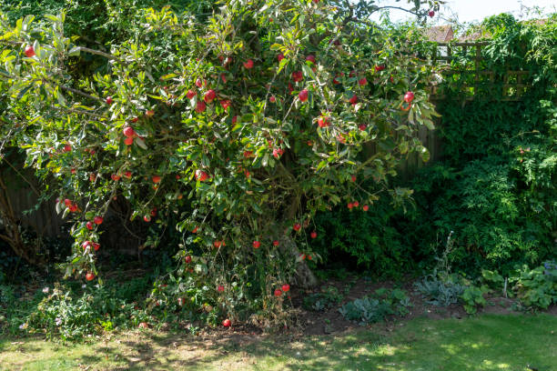 istock 'Katy' apples on a tree in a domestic garden 1285437166