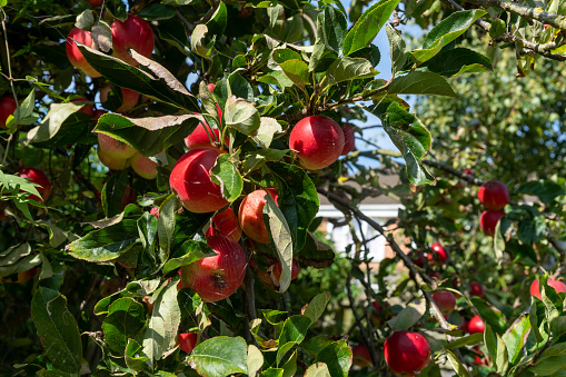 'Katy' apples on a tree in a domestic garden.  It is nearing their harvest in late autumn in the UK.