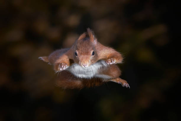 l’écureuil rouge eurasien mignon (sciurus vulgaris) saute d’un arbre. tessenderlo, belgique. fond noir. - squirrel red squirrel black forest forest photos et images de collection