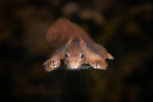 l’écureuil rouge eurasien mignon (sciurus vulgaris) saute d’un arbre. tessenderlo, belgique. fond noir. - squirrel red squirrel black forest forest photos et images de collection