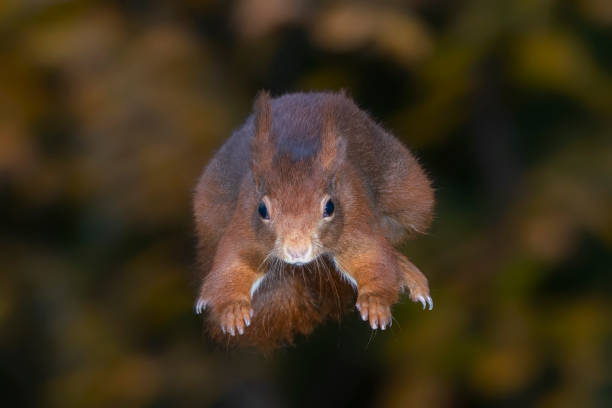 esquilo vermelho eurasiano bonito (sciurus vulgaris) pula de uma árvore. tessenderlo, bélgica. fundo preto. - red squirrel vulgaris animal - fotografias e filmes do acervo