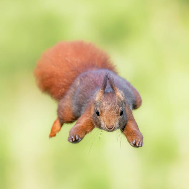 esquilo vermelho pulando. esquilo vermelho eurasiano bonito (sciurus vulgaris) pula de uma árvore na floresta de noord brabant, nos países baixos. fundo verde. - red squirrel vulgaris animal - fotografias e filmes do acervo