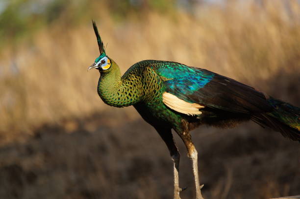 istock The male peacock is in the forest 1285439261