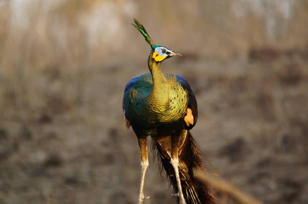 istock The male peacock is in the forest 1285439293