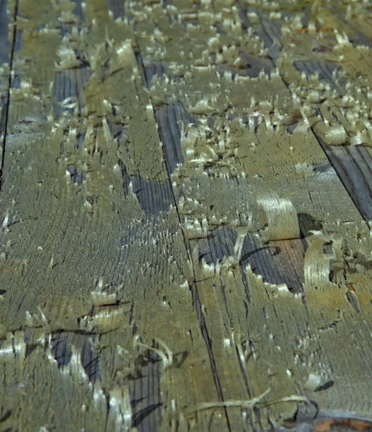 istock Birch bark peeling of from a timber plank sitting in the sun. 1285441290