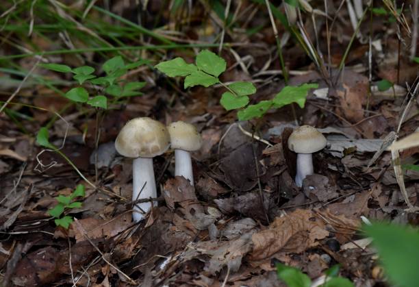 istock Mushrooms found in a wooded area 1285442422