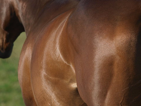 An abstract of the side of a horse showing a healthy shine on its coat and condition.