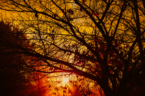 Warm rays of sun light from sunrise through an Autumn tree