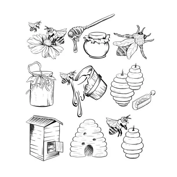 Vector illustration of Honey Sketches Set, Bee Hive, Honey Jar, Barrel, Pot, Spoon and Flower Set