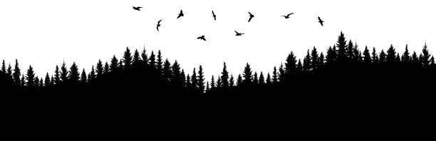 silhouette von wald und fliegenden vögeln. bergige oberfläche. schöne bäume (fichte) sind voneinander getrennt. vektor-illustration - woods tree panoramic snow stock-grafiken, -clipart, -cartoons und -symbole