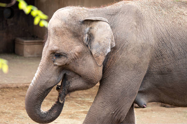 암컷 아시아 코끼리클로즈업 - animal close up elephant animal eye 뉴스 사진 이미지
