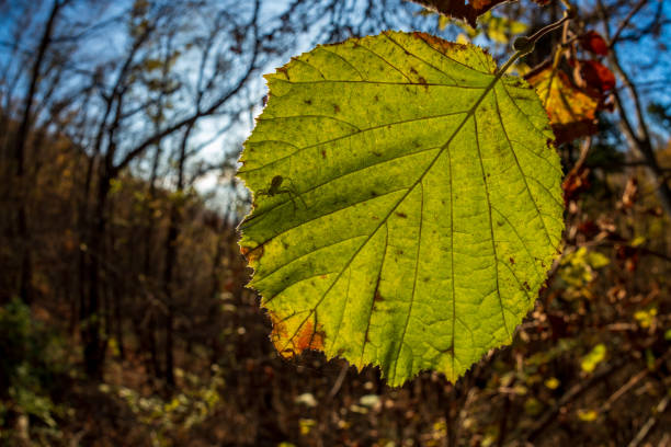 a forest with trees and colorful leaves in autumn