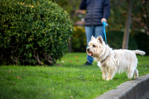 istock Man walks with a dog in nature 1285449667