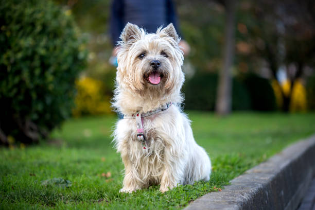 istock Portrait of a Cairn Terrier 1285449697