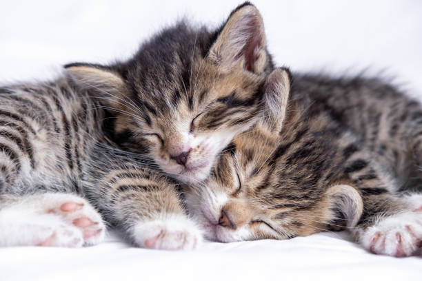 istock Two small striped domestic kittens sleeping at home lying on bed white blanket. Concept of cute adorable pets cats 1285449751
