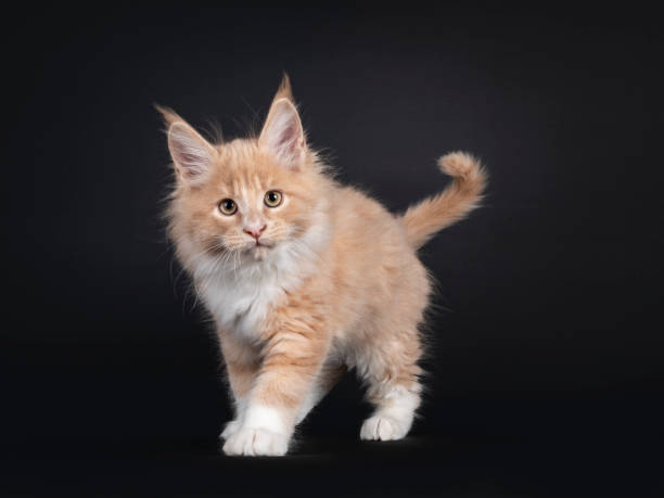 istock Fluffy Maine Coon cat kitten on black 1285451055