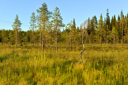 Paisaje norteño. Arboles raros en el borde del pantano. Laponia finlandesa photo