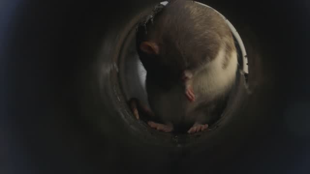 Rat in a Pipe