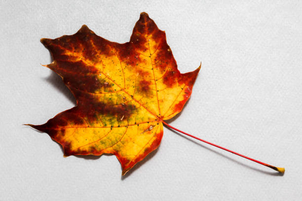 istock Autumn leaf on background from blue paper 1285455597