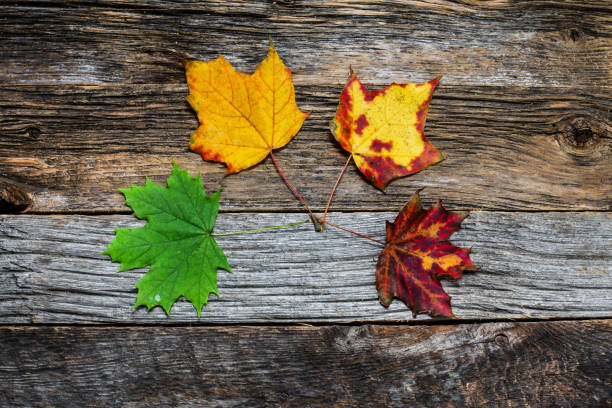 istock Four autumn colored leaves on wooden background 1285455605