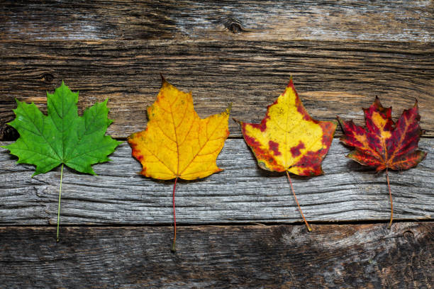 Close-up view of vivid yellow maple leaves glowing in the warm autumn sunlight. The soft background blur and rich golden tones highlight the beauty and serenity of the fall season in nature.
