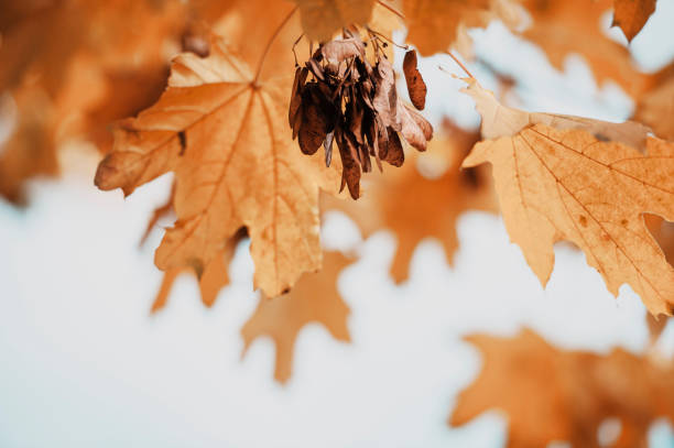 istock Orange leaves of maple in autumn. cloudy sky on background 1285457938