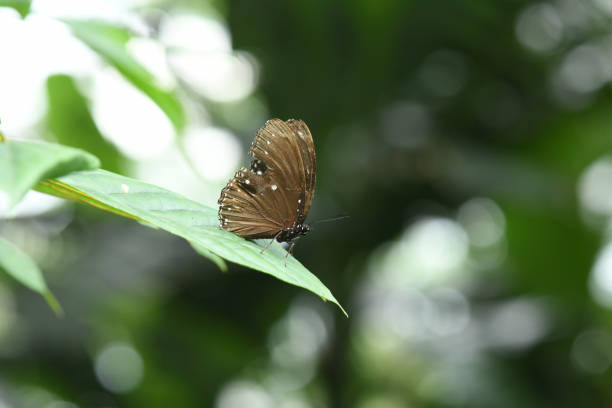 Malayan Eggfly butterfly with tattered wings on a leaf stock photo