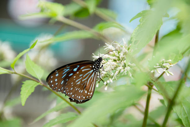 Blue Glassy Tiger butterfly is feeding white flowers stock photo