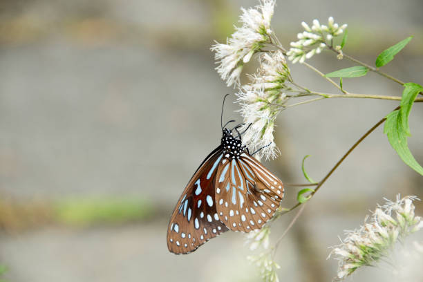 Blue Glassy Tiger butterfly is feeding white flowers stock photo