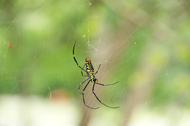 Golden Web Spider on its web stock photo