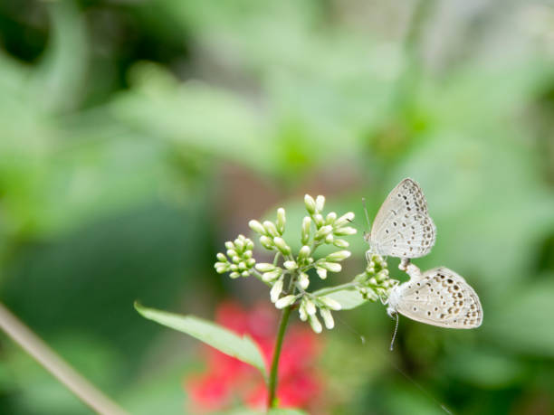 Mating pair of pale grass blue butterfly on a plant stock photo