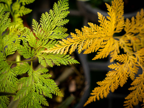 yellow and green giant hairfoot fern leaves on the pots - fern bracken growth leaf imagens e fotografias de stock